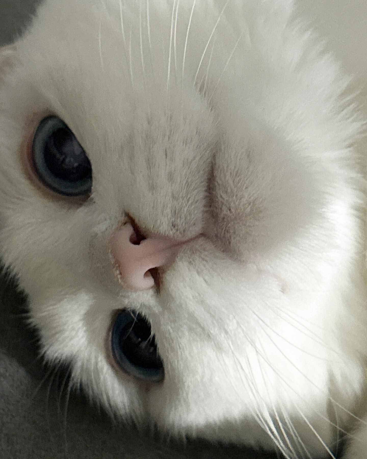 Mimo 미모